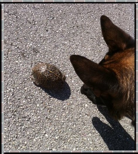 Rocky meets a turtle!